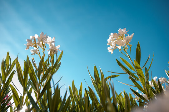 White oleander flowers bloom against a bright blue sky on a sunny day