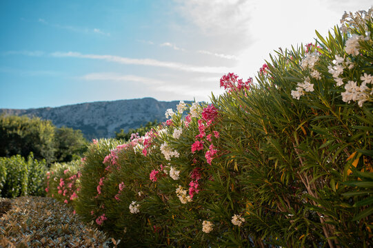 Vibrant pink and white oleander flowers blooming along a lush green