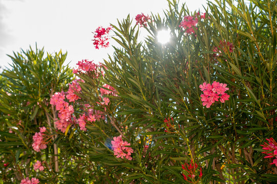 Bright pink oleander flowers bloom against lush green foliage with
