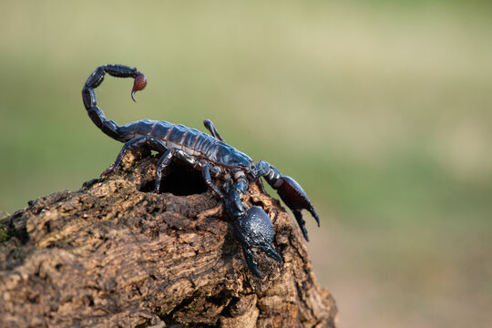 Close-up of a dangerous dark emperor scorpion perched on rough textured tree bark in nature