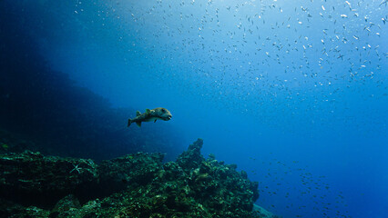 Fototapeta premium Underwater photo of a Pufferfish at a coral reef. From a scuba dive in Thailand.