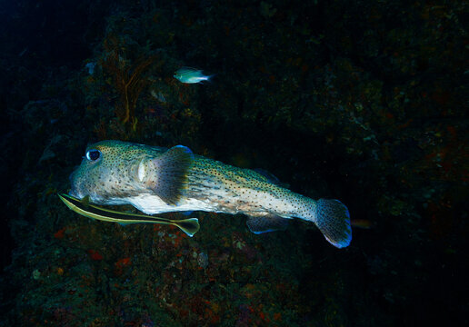 Underwater photo of a Pufferfish at a coral reef. From a scuba dive in  Thailand.