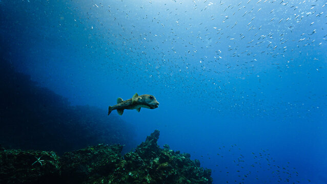 Underwater photo of a Pufferfish at a coral reef. From a scuba dive in  Thailand.