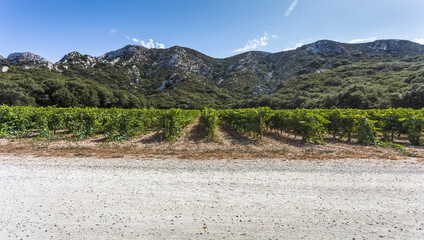 Obraz premium Vignes des Alpilles