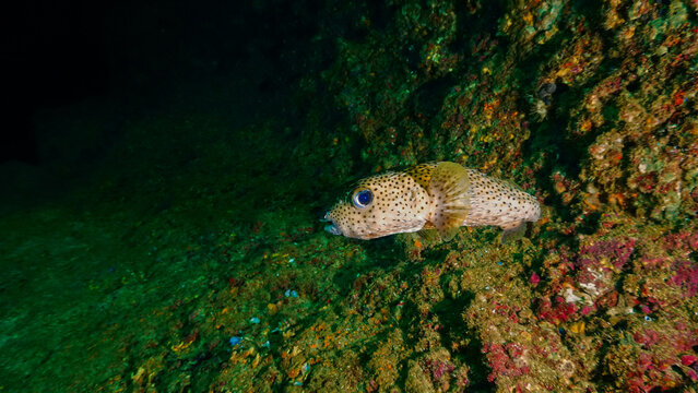 Underwater photo of a Pufferfish at a coral reef. From a scuba dive in  Thailand.