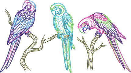 Colorful neon outline macaws parrot vector set sitting on branches isolated on white background illustration © Moner
