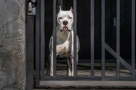 dogo argentino behind cage 