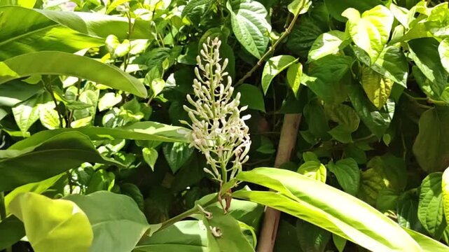 Galangal is a tropical flower with a fragrant rhizome that is used in cooking.