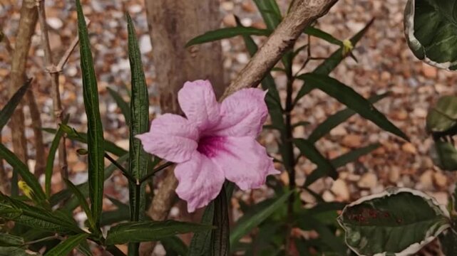 A close-up image of a beautiful pink Ruellia simplex flower reveals its vibrantly colored petals.