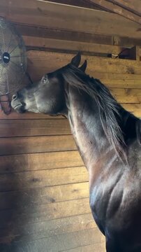 Black Horse Standing In Stable Near Wall Fan