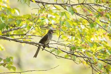 Fototapeta premium 新緑の森で出会った野鳥
