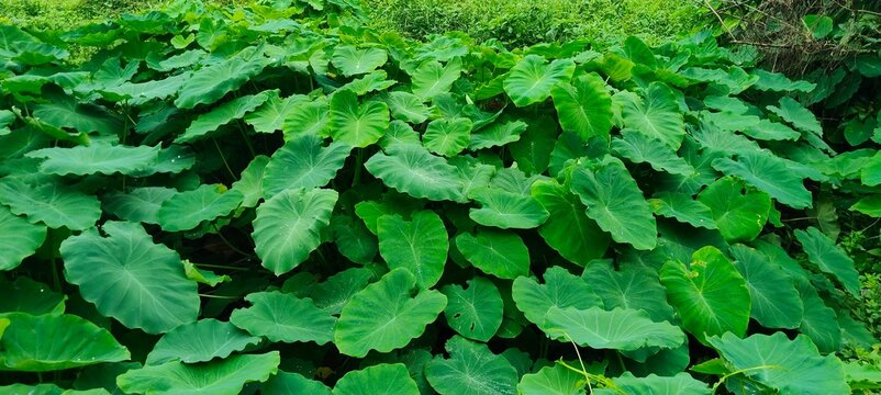 Lush green taro leaves in a tropical garden. Vibrant foliage background of exotic elephant ear plants.