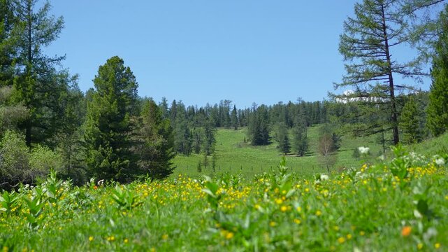 A cinematic wide shot starting with a sharp view of a distant forested Altai mountain slope and smoothly shifting focus to a bright yellow flower in the foreground.