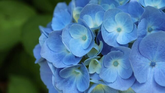 Close up of delicate blue Hydrangea macrophylla flowers gently swaying in the breeze. Also known as hortensia or bigleaf hydrangea, filmed on a tripod in a garden