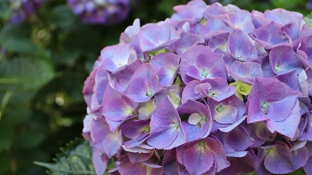 Close up of Hydrangea macrophylla flowers with light purple pointed petals and yellow centers against shimmering golden bokeh. Also known as hortensia or bigleaf hydrangea.