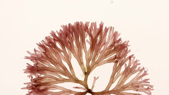 Scinaia furcellata red seaweed with translucent pink to purplish red dichotomous fronds swaying in water current as air bubbles drift past. Marine macro underwater footage.