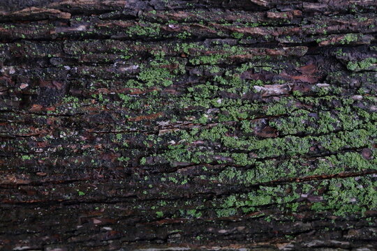 Moss covered Japanese elm bark texture background
