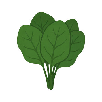 A bundle of spinach leaves a vector illustration with a green color palette on transparent background