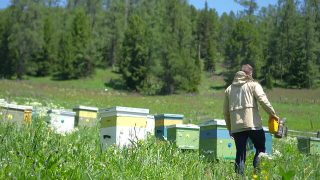 A cinematic static shot of a professional male beekeeper walking around a mountain apiary and using a traditional bee smoker to inspect wooden beehives.