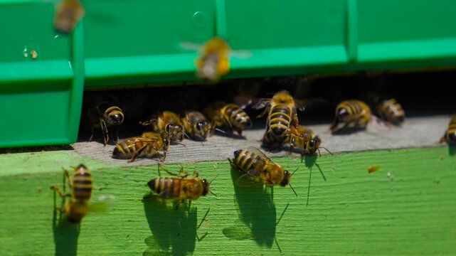 A cinematic close-up slow-motion shot of honey bees flying in and out of a green wooden beehive entrance at an apiary.