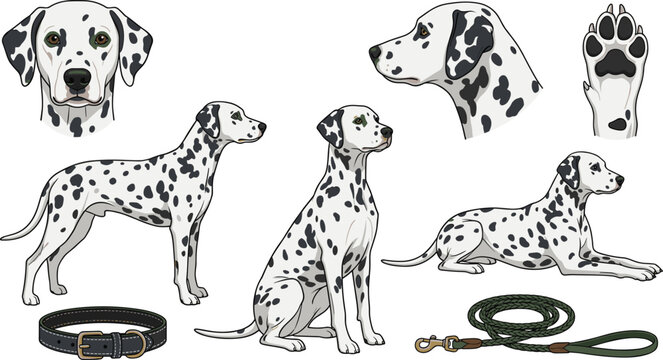 Dalmatian Dog Anatomy Vector Collection with Standing, Sitting, Lying Poses, Paw Print, Collar, Leash, and Breed Reference Illustrations