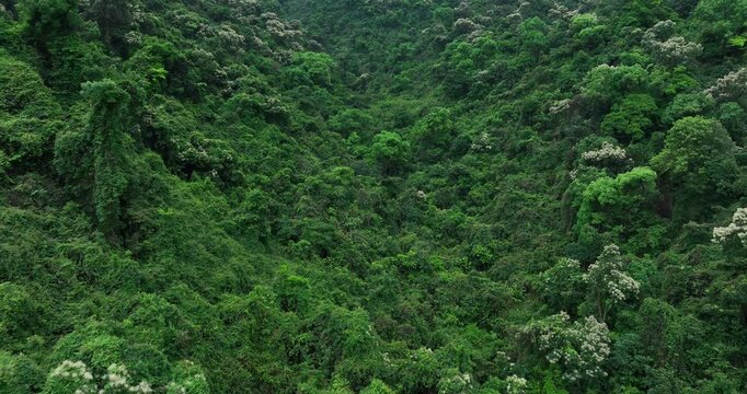 Aerial view of beautiful tropical forest mountain landscape in spring