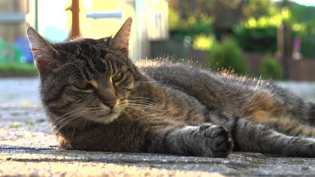 Katze getigert