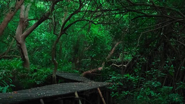 Ancient forest path winds through thick green canopy. Wooden planks support journey through dense undergrowth.