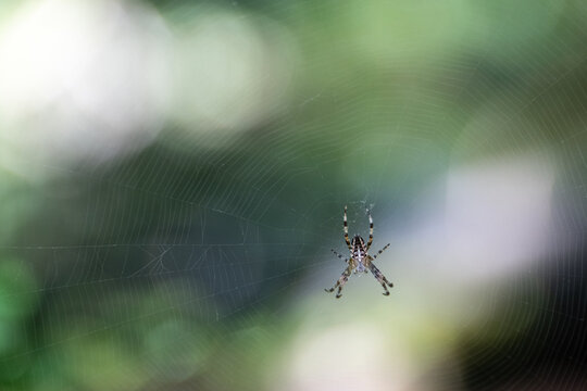 zebra jumping spider waitingfor food on her web