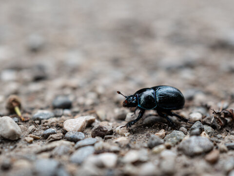Macro side view of a black blue scarabaeus in motion