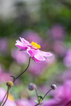 Macro of a pink flower head of a pink blossom and yellow pistils