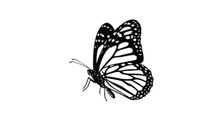 Monarch butterfly outline against a white background a delicate silhouette insect © RmANom
