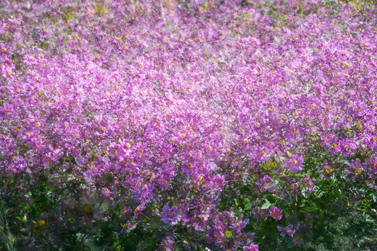 Multi exposure of many pink  flowers in the garden