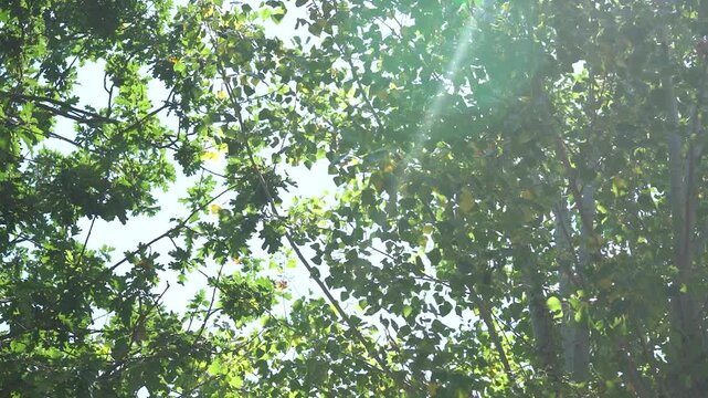 Vent dans les arbres face au soleil