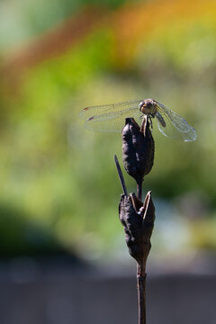 Macro of an Emperor dragonfly with open wings on a dry plant