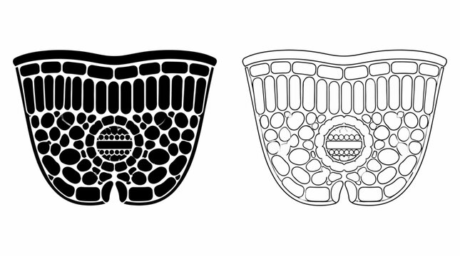 Cross-section of a Leaf Anatomy Diagram, botanical science illustration