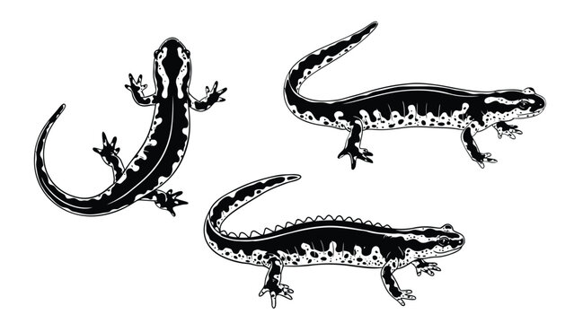 Salamander and newt vector silhouettes set. Amphibian lizards black and white illustrations.