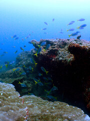 Beautiful underwater view of Tenggol Island © taffpixture