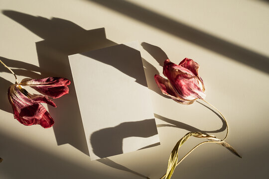Shadow play of dried red flowers on a white paper sheet with mock up copy space