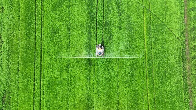 Overhead drone shot of a boom sprayer treating a green rice field with pesticides, representing precision agriculture, agrotech innovation, chemical management, and large-scale farming efficiency. 4k.