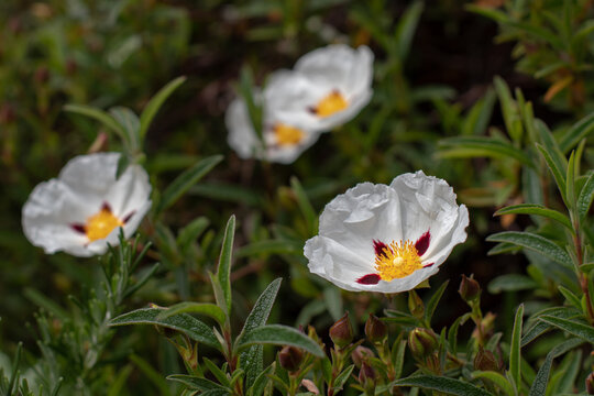 Cistus ladanifer flower with labdanum fragrance plant and spotted petals