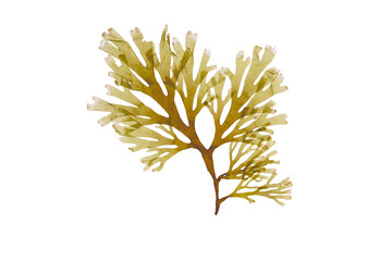 Obraz premium Dictyota dichotoma forkweed brown seaweed isolated transparent png for spa and cosmetic concepts