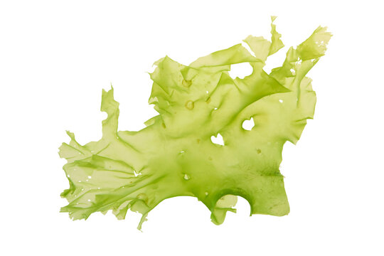 Ulva lactuca sea lettuce edible green seaweed isolated transparent png