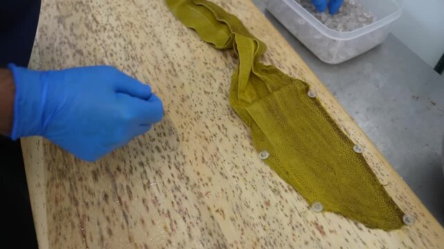 Worker stretches olive green fish skin onto wooden drying board