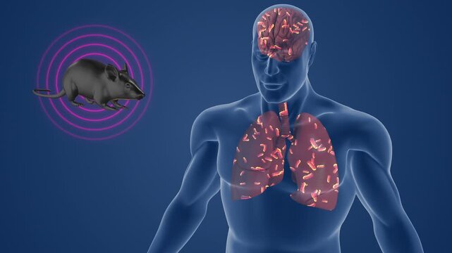 Systemic Leptospiral Infection Affecting Human Organs