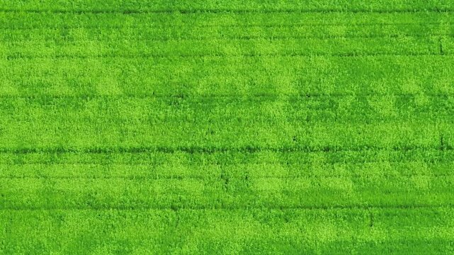 A drone view of healthy rice seedlings in organized cultivation patterns, highlighting precision agriculture, fertile farmland, sustainable food production, green landscapes, and future-ready farming.