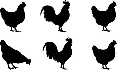Set of black chicken, hen and rooster silhouettes in various poses isolated on white background © Mukti