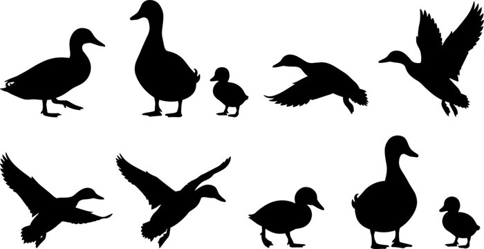 Set of black duck silhouettes including flying, walking, and standing ducks with ducklings on white background
