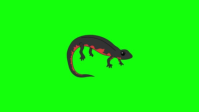 A large black lizard with vibrant red-orange markings along its belly, sides and tail stands on a solid bright lime green background in clean cartoon vector style.