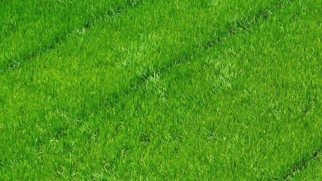 A drone view of green rice fields bending gracefully with the breeze, symbolizing vitality, sustainable food production, environmental stewardship, mindful living, and regenerative agriculture. 4k.
